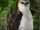 Flores Hawk-eagle