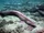 Southern African Frilled Shark