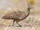 Elegant Crested Tinamou
