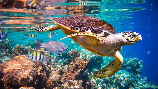 sea turtles habitat