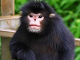 Myanmar Snub-nosed Monkey