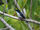 Moluccan Flycatcher