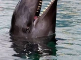 Wholphin