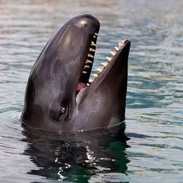 Wholphin | Animal Database | Fandom