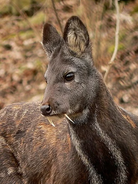 A Siberian Musk-deer
