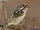 Red-fronted Tinkerbird