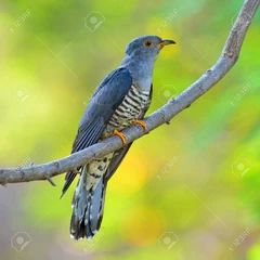 57178212-beautiful-bird-himalayan-cuckoo-cuculus-saturatus-perching-on-a-branch-bird-of-thailand