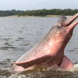 Amazon River Dolphin Animal Database Fandom