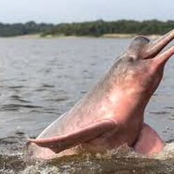 Amazon River Dolphin Animal Database Fandom