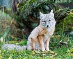 Corsac Fox | Animal Database | Fandom