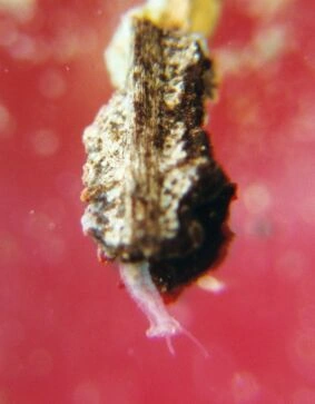 Dero vaga | Animal Database | Fandom