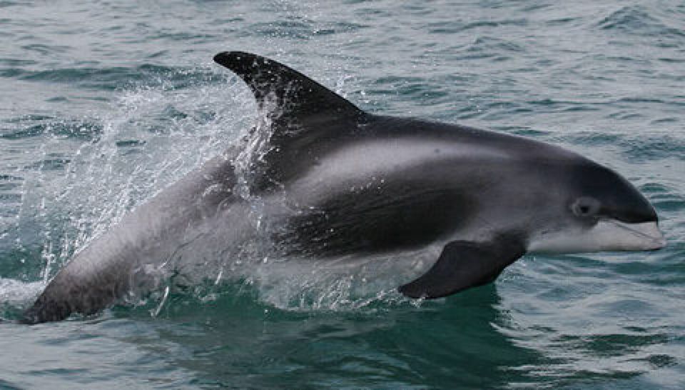 White-beaked Dolphin | Animal Database | Fandom