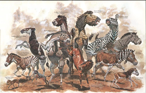 Zoobooks horses