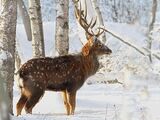 North China Sika Deer