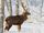 North China Sika Deer