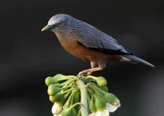 Chestnut-tailed Starling