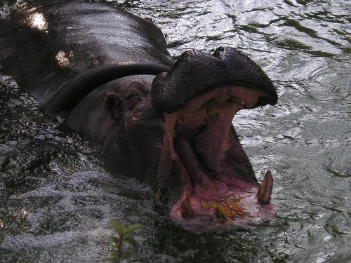 An Hippopotamus