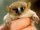 Mittermeier's Mouse Lemur