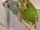 Budgerigar
