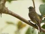Cassin's Honeybird