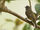 Cassin's Honeybird