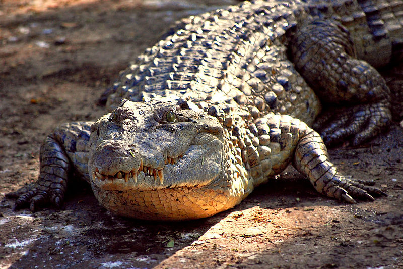 6 Facts About the Endangered Siamese Crocodile