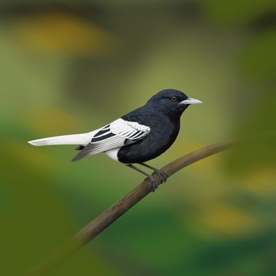State Bird of Colorado: Discover the Iconic Lark Bunting’s Charm