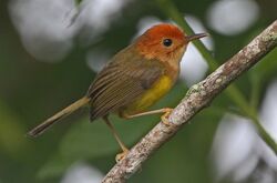 550px-Rufous-headed Tailorbird