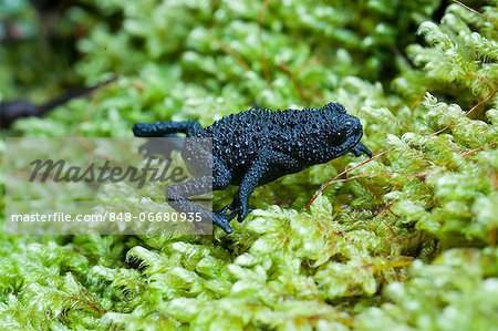 Oreophrynella quelchii | Animal Database | Fandom Oreophrynella quelchii | Animal Database | Fandom