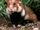 Hamster