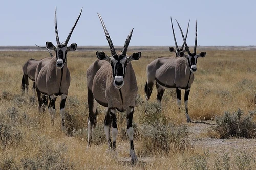 A group of Gemsbok