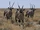 Gemsbok