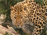 Barbary Leopard