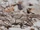 Lompoc Grasshopper