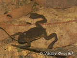 Lake Oku Clawed Frog