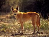 Dingo