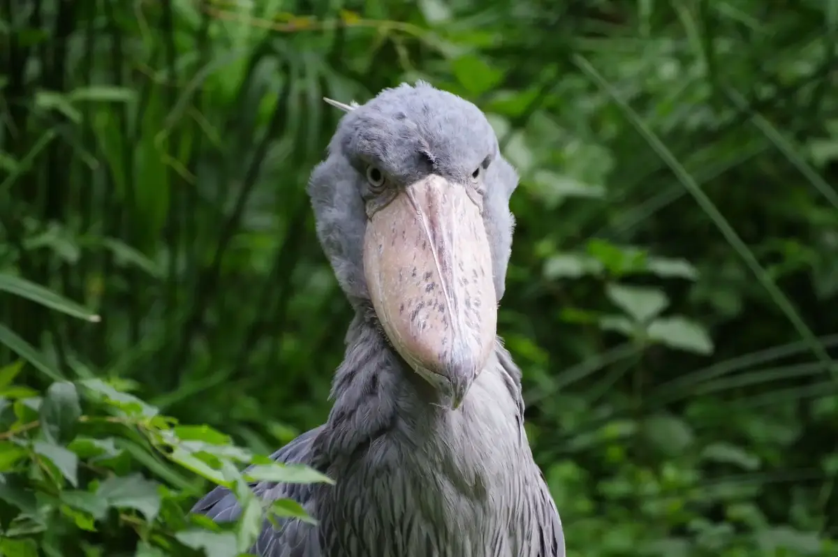 Shoebill | Animal Database | Fandom