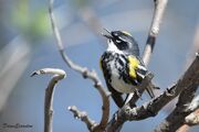 Warbler singing
