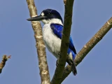 Blue-and-white Kingfisher