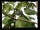 Buru Cuckooshrike