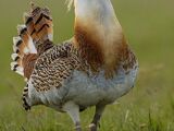 Great Bustard