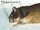Dinagat Hairy-tailed Rat