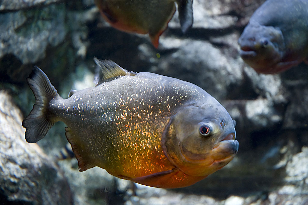  BRAZIL: Piranhas, monkeys and DOLPHINS in World's Best