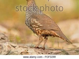 Scaled Quail