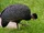 Plumed Guineafowl