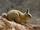 Southern Viscacha