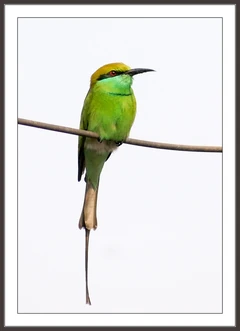 Bee-eater-iiif