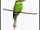 Green Bee-eater