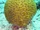 Brain Sponge