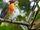Lemon-throated Barbet